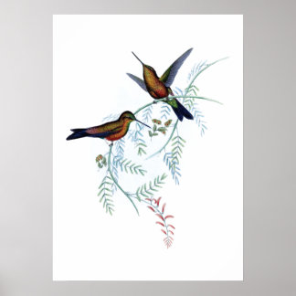 Póster Poster Hummingbirds