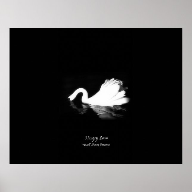 Póster Poster, Hungry Swan, Black & White, Photography (Frente)