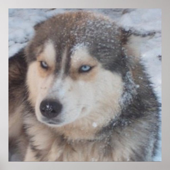 Póster Poster Husky (Frente)