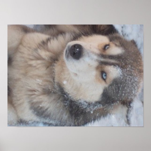 Póster Poster Husky (Frente)