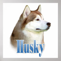 Poster Husky Siberiano Rojo