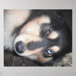 Póster Poster Husky Un Ojo Azul Un Ojo Marrón