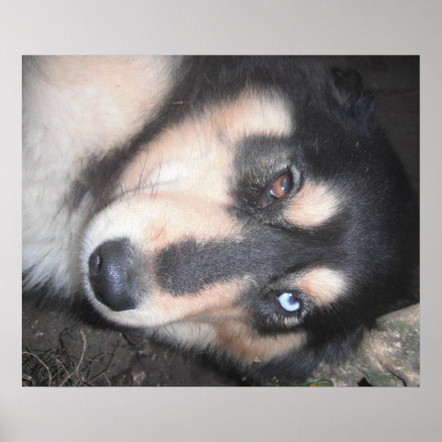 Póster Poster Husky Un Ojo Azul Un Ojo Marrón (Frente)