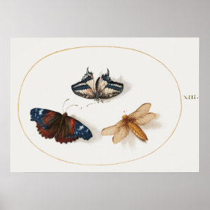 Póster Poster Ilustracion mariposa