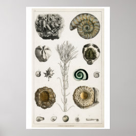 Póster Poster ILUSTRACION VINTAGE FOSSILS