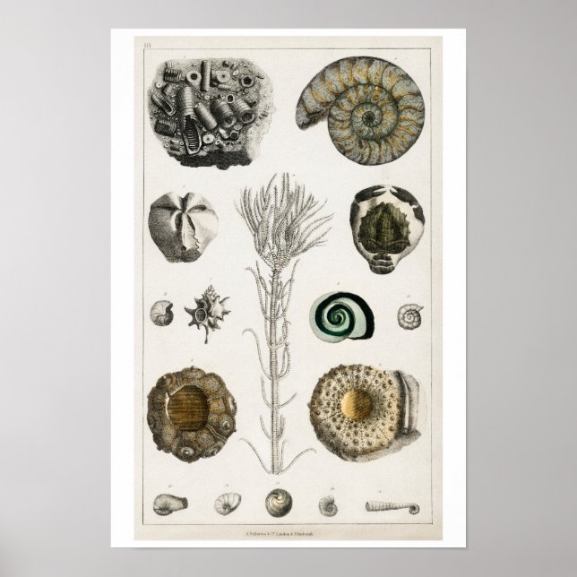 Póster Poster ILUSTRACION VINTAGE FOSSILS (Frente)