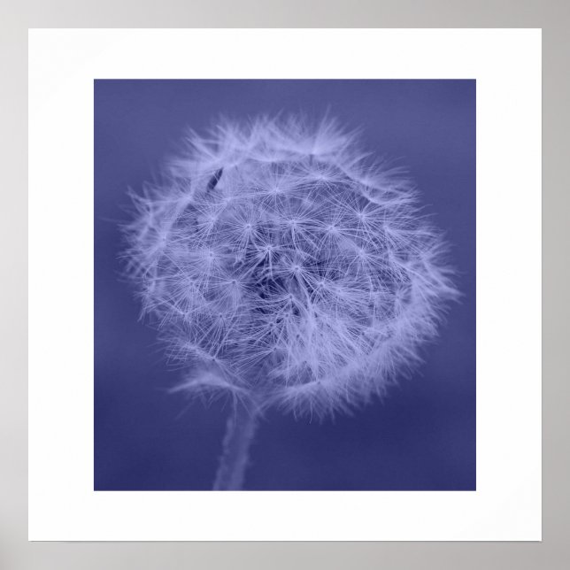 Póster Poster/imprenta azul de Dandelion (Frente)