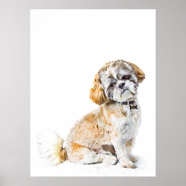 Póster Poster/imprenta de perro shih Tzu (Frente)