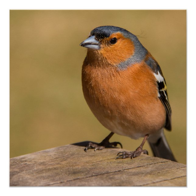 Póster Poster/impresión de Chaffinch macho (Anverso)