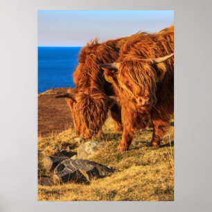 Póster Poster/impresión de ganado de Highland