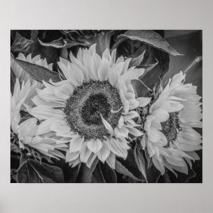 Póster Poster/impresión de girasoles