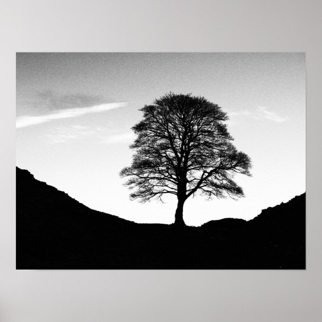Póster Poster/impresión de la brecha de Sycamore (Frente)