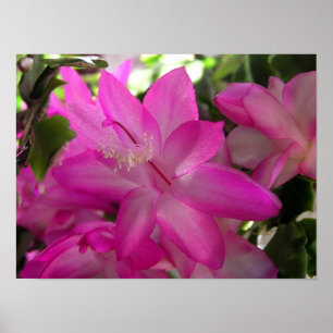 Póster Poster/impresión de la foto del cactus de navidad