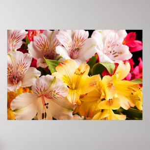 Póster Poster/impresión de las flores del Alstroemeria