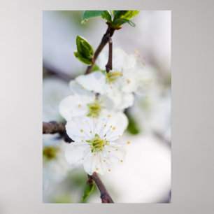 Póster Poster/impresión de lienzo en flor de cerezo