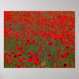 Póster Poster/impresión de Poppies