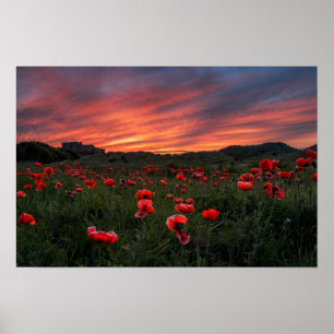 Póster Poster/impresión de Poppies