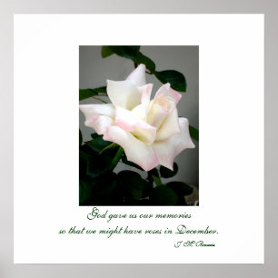 Póster Poster/impresión de rosa blanca