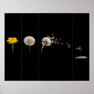 Póster Poster/impresión del ciclo de vida de Dandelion