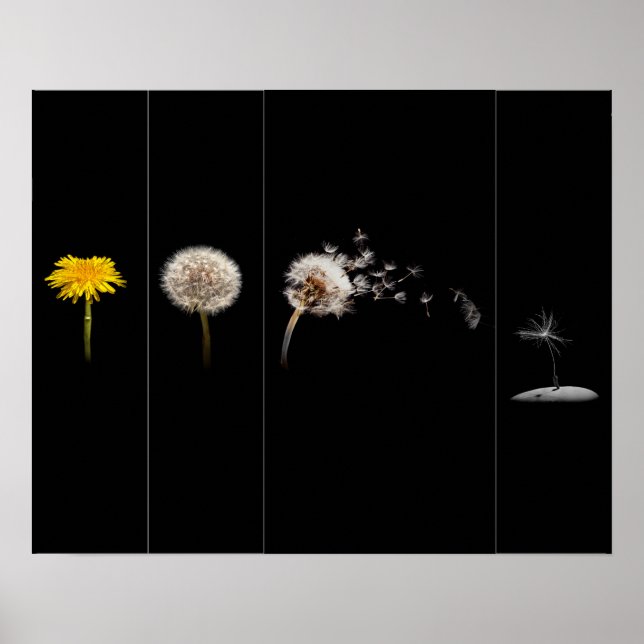 Póster Poster/impresión del ciclo de vida de Dandelion (Frente)