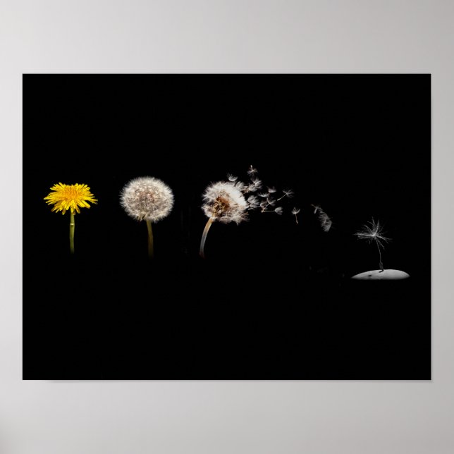 Póster Poster/impresión del ciclo de vida de Dandelion (Frente)
