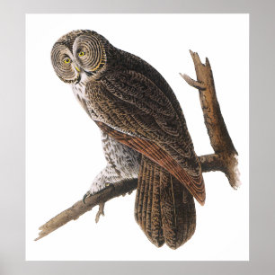Póster Poster/impresiones:  Audubon - búho de gran gris