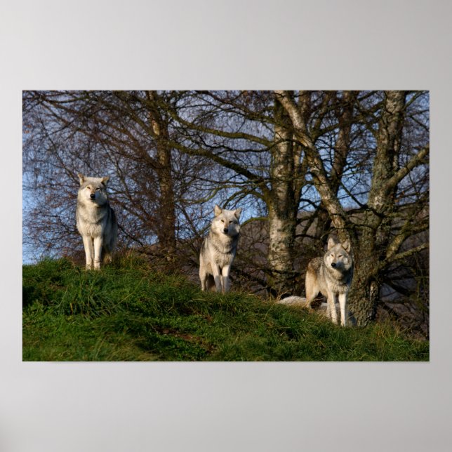 Póster Poster/Imprimir de Lobo de Madera de Canadá (Frente)