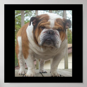 Póster Poster inglés del bulldog