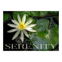 Poster Inspirador de Water Lily Serenity