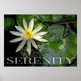 Póster Poster Inspirador de Water Lily Serenity