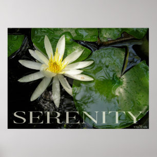 Póster Poster Inspirador de Water Lily Serenity