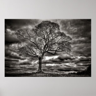Póster Poster intemporal blanco y negro del árbol