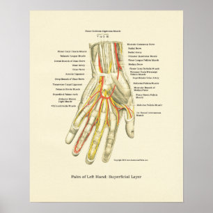 Póster Poster interno de la anatomía de la mano y de la