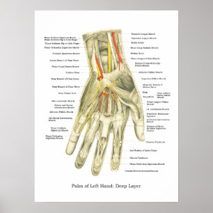 Póster Poster interno de la anatomía de la mano y de la