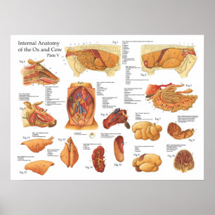 Póster Poster interno de la anatomía de la vaca bovina