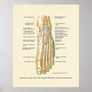 Póster Poster interno de la anatomía del pie y del