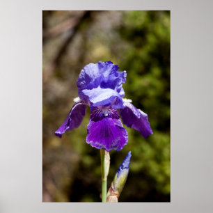 Póster Poster Iris