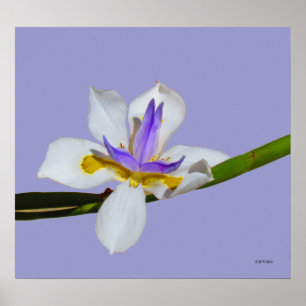 Póster Poster - Iris - Quincena Lilly