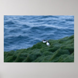Póster Poster Islandés de Aves Púfagas