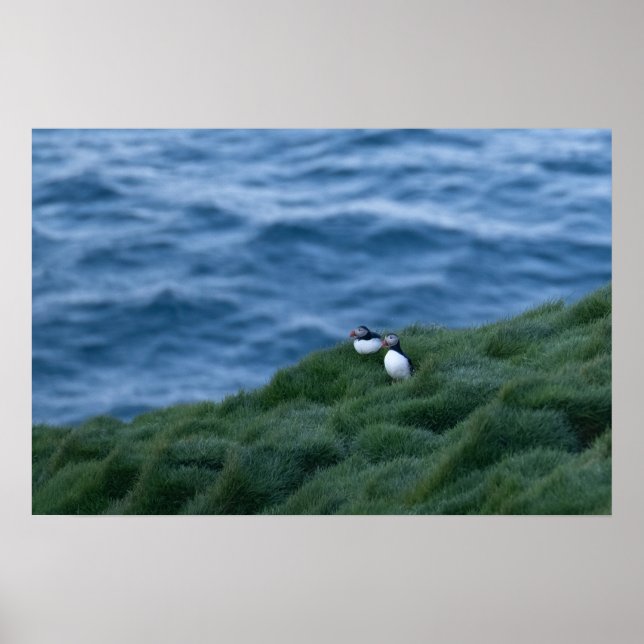 Póster Poster Islandés de Aves Púfagas (Frente)