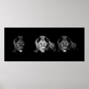 Póster Poster Jaguar blanco y negro