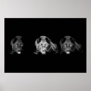 Póster Poster jaguar blanco y negro - gatos salvajes