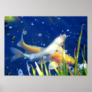 Póster poster japonés de la carpa del koi
