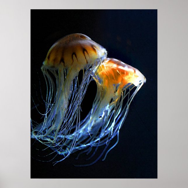 Póster Poster Jellyfish (Frente)