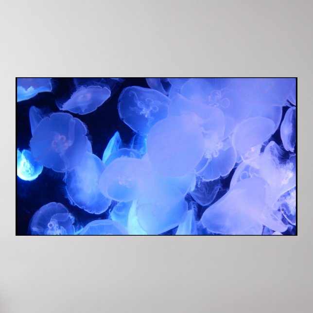 Póster Poster JELLYFISH (Frente)