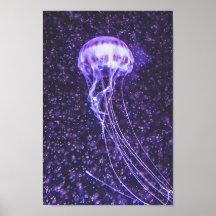 Poster Jellyfish