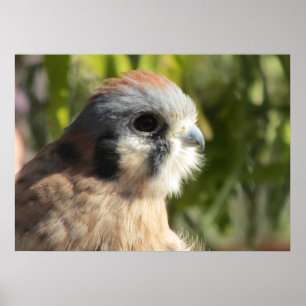Póster Poster Kestrel