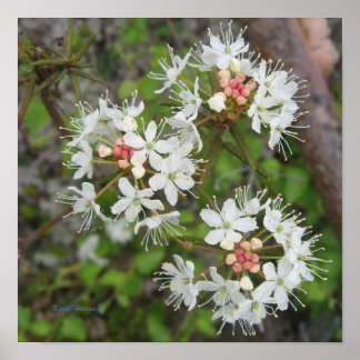 Póster Poster Kirsti Harmaja