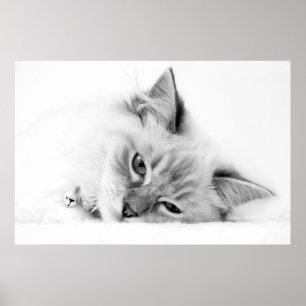 Póster poster kitten