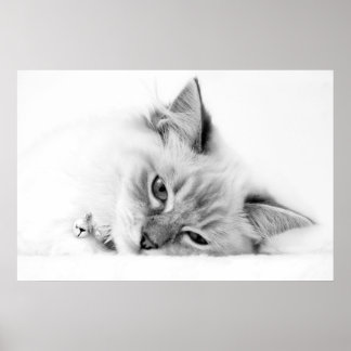 Póster poster kitten